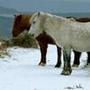 Digital Camera Tutorial: Snow Scenes