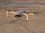 DJI Mavic Mini