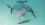 DJI Mavic 2 Pro
