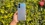 Realme 10 Pro Plus